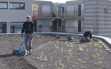 Aanleg groen-blauw-dak gemeente Landgraaf